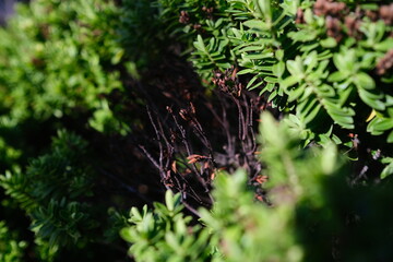 green leaves of the tree