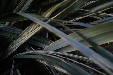 Obraz na płótnie Canvas palm leaves in the wind