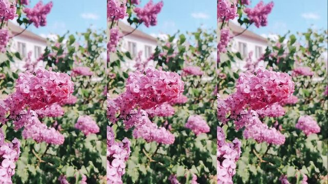 Pink flowers lilac bush blooms on sunny summer day. A drop of rain falls from the bush. Vertical video