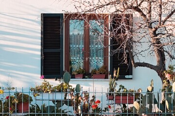 Plants and trees in the courtyard of a house in front of a wooden window (Pesaro, Italy, Europe)