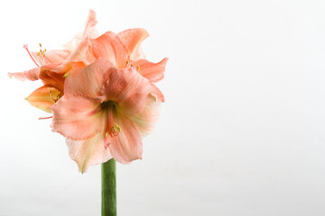 Pastel pink colored amaryllis isolated on white background with copy space