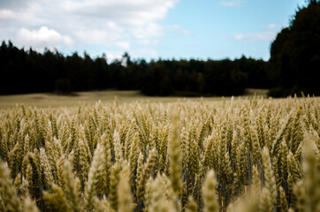 corn field