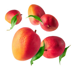 Fresh ripe mango falling in the air