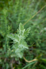 Jacobaea erucifolia