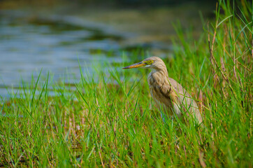 Pond heron sitting on a green grasses beside the shore