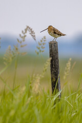 Common snipe sitting on pole in wetland