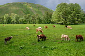 Cows on a mountain pasture in the spring.