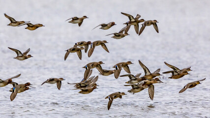 Flock of migrating Eurasian teal