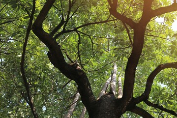 Fototapeta premium tree in the park