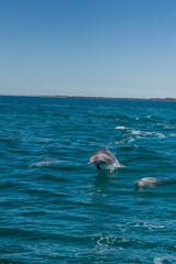Austailian dolphin