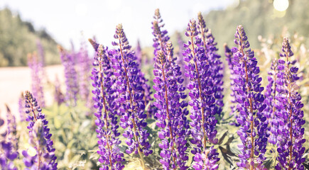Blooming purple lupine flowers. A field of lupines. Beautiful flower background - Image