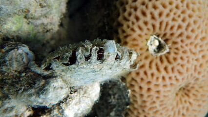 Rugose giant clam. Molluscs, type Mollusca. Bivalve mollusks. Family Tridacnidae - Tridacnidae. Large tridacna.
