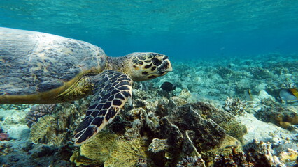 Obraz na płótnie Canvas Sea turtles . Great Reef Turtle .Bissa.