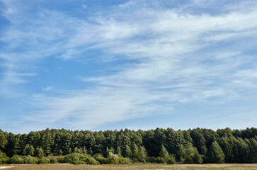 Dense forest against the sky and meadows