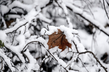  brown leaf on a tree branch against a background of white snow in a winter day in close-up