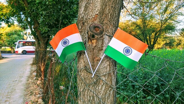 Two Independence Indian National flag standing on the Khejri or Prospis cineraria tree with flag pole. Tringa with crossing style.