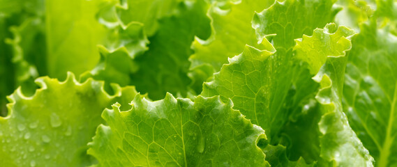 Lettuce leaves with water drops, close up.