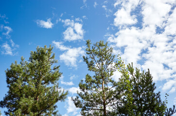 Obraz premium Pine trees against a blue sky with clouds on a sunny day
