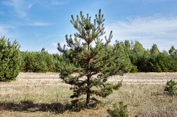 Conifer tree on edge of the forest against a blue sky on a sunny day