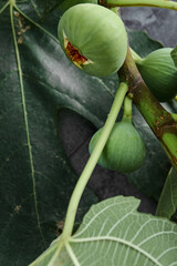 Ripped figs on the green tree in garden