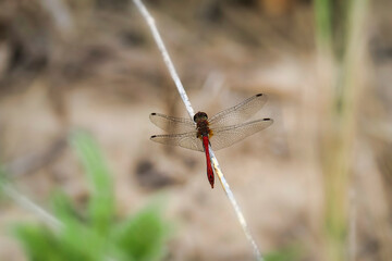 The ruddy darter (Sympetrum sanguineum) is a species of dragonfly of the family Libellulidae.