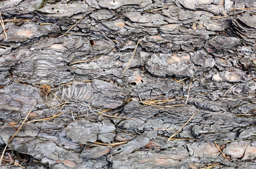 Tree bark texture