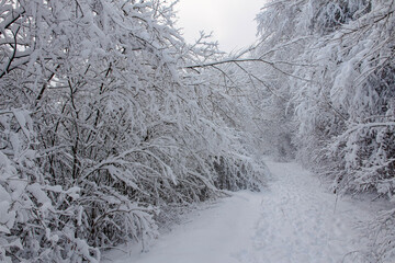 snow covered trees