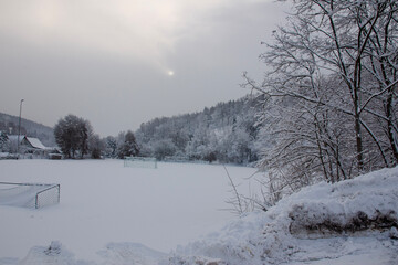 snow covered trees