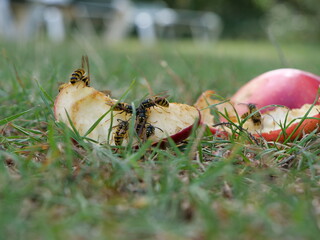 Viele Wespen auf einem weggeworfenen roten Apfel auf einer Wiese