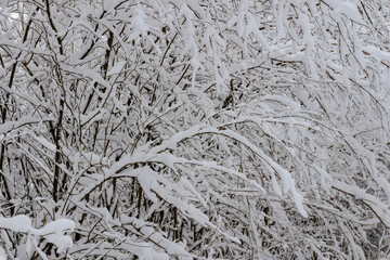snow covered branches