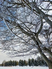 trees in snow