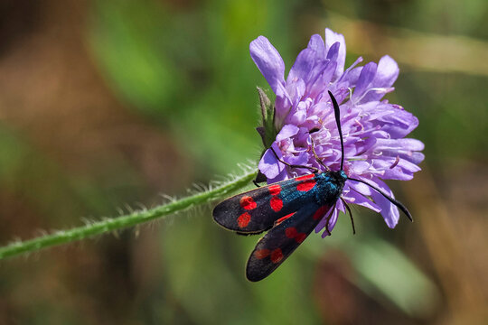 The six-spot burnet (Zygaena filipendulae) is a day-flying moth of the family Zygaenidae.