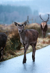 Deers on the road at Glen Etive, Scotland