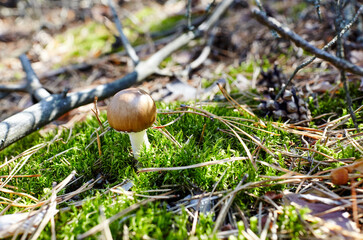 Toxic and hallucinogen mushroom in moss on autumn forest background