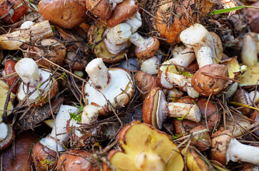 Dirty, unpeeled Suillus mushrooms in bucket