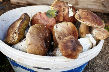 Dirty, unpeeled Boletus and Suillus mushrooms in bucket
