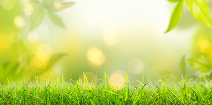 Green leaves on tree in spring on fresh meadow with blurred background and lights. © drubig-photo