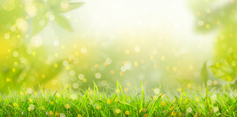 Summer background with frame of grass and leaves on nature. Juicy lush green grass on meadow in morning sunny light outdoors, copy space, soft focus, defocus background.
