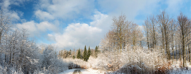winter forest in the snow