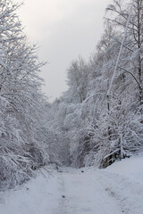 snow covered trees