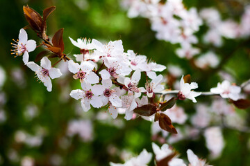 Spring cherry twigs with blooming white flowers Background with blooming flowers on a spring day. Beautiful cherry color close-up.
