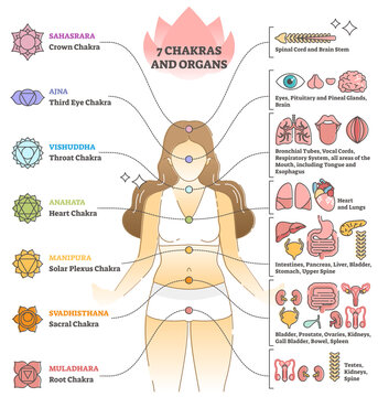 7 chakras and organs explanation as holistic healing basics outline concept
