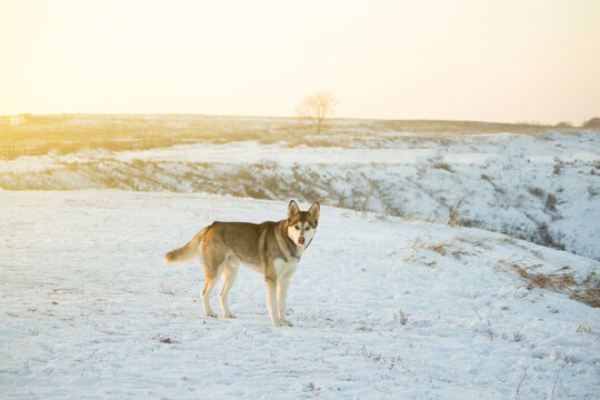 cute funny dog hasky running in winter