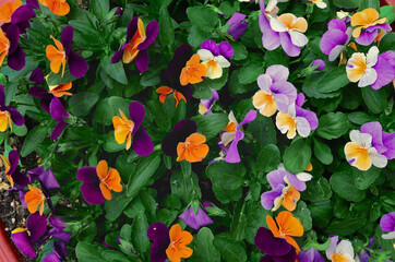 Pansy flower background top view