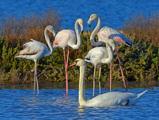 flamingos in the water - 408256998