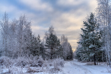 Winter landscape with snowy trees, a road and a blue sky with textured white and yellow clouds....