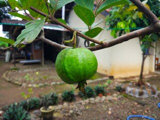 fresh guava fruit