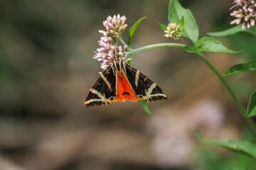 Euplagia quadripunctaria, the Jersey tiger, is a day-flying moth of the family Erebidae.