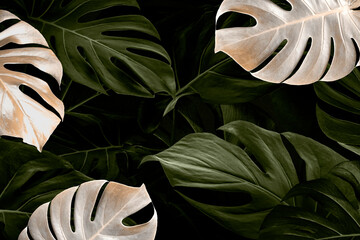 Monstera leaf luxury social media banner tropical jungle background © Rawpixel.com