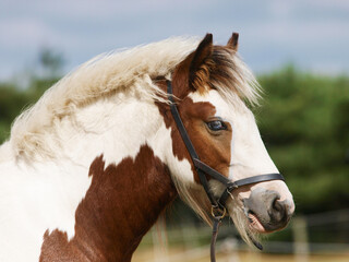 Cute Tradional Pony Foal